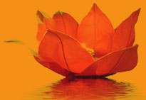 Yoga - Lotus