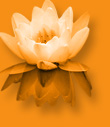 YogaOase - Lotusblüte